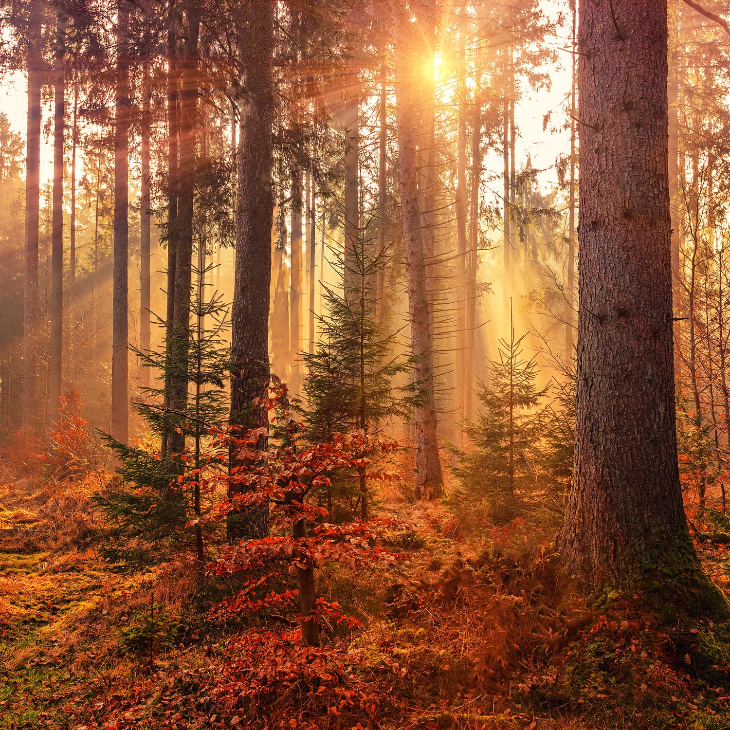 Luce del sole che filtra tra gli alberi di un bosco in autunno
